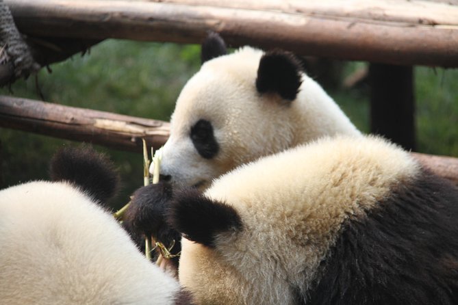 1-Day Chengdu Layover Tour: Panda Base, city central with Round Airport Transfer - Meeting your guide at Shuangliu Airport