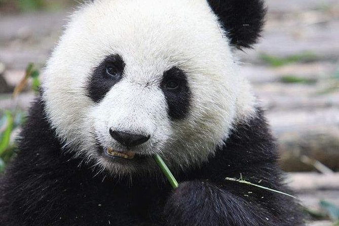 1-Day Chengdu Panda Base and Leshan Giant Buddha GROUP Tour - Why the included tickets improve the value