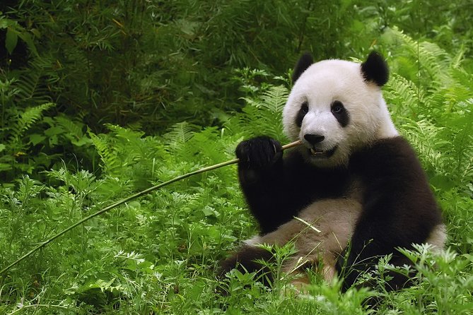 All-inclusive Day Tour: Mutianyu Great Wall & Beijing Panda Zoo with Local Lunch - Why this Beijing pairing works