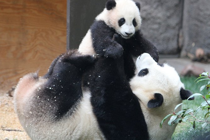 All-inclusive Day Tour: Mutianyu Great Wall & Beijing Panda Zoo with Local Lunch - What the $188 price covers
