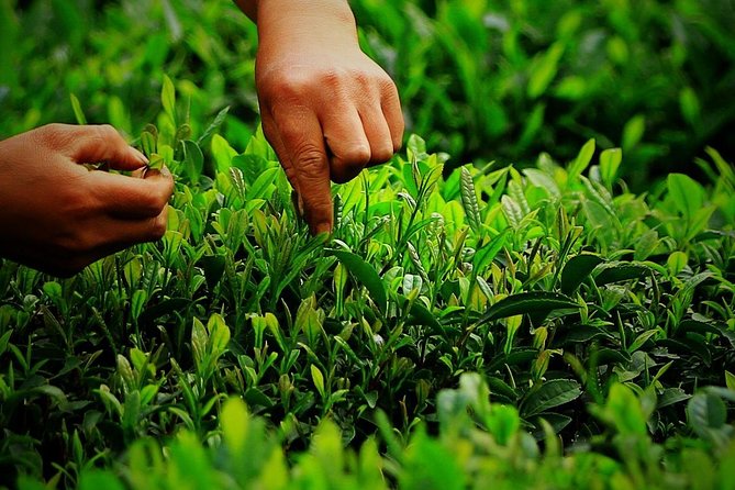 Authentic Hangzhou Longjing Tea Culture Experience Tour - Is $52.99 per group good value?
