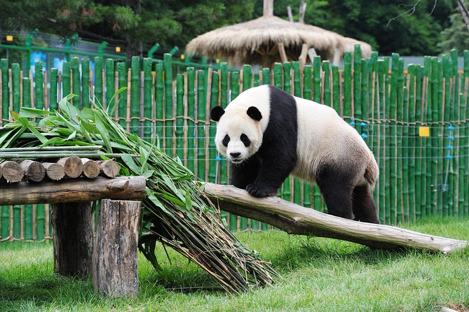 Beijing Historical Tour II including Summer Palace, Lama Temple & Panda Garden - Three very different sides of Beijing in one day