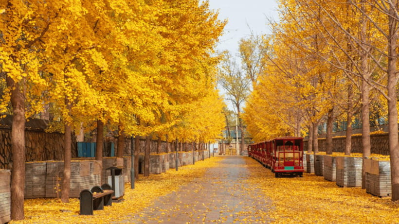 Beijing: Old Summer Palace Ruins Park Admission Ticket - Timing your visit through the seasons