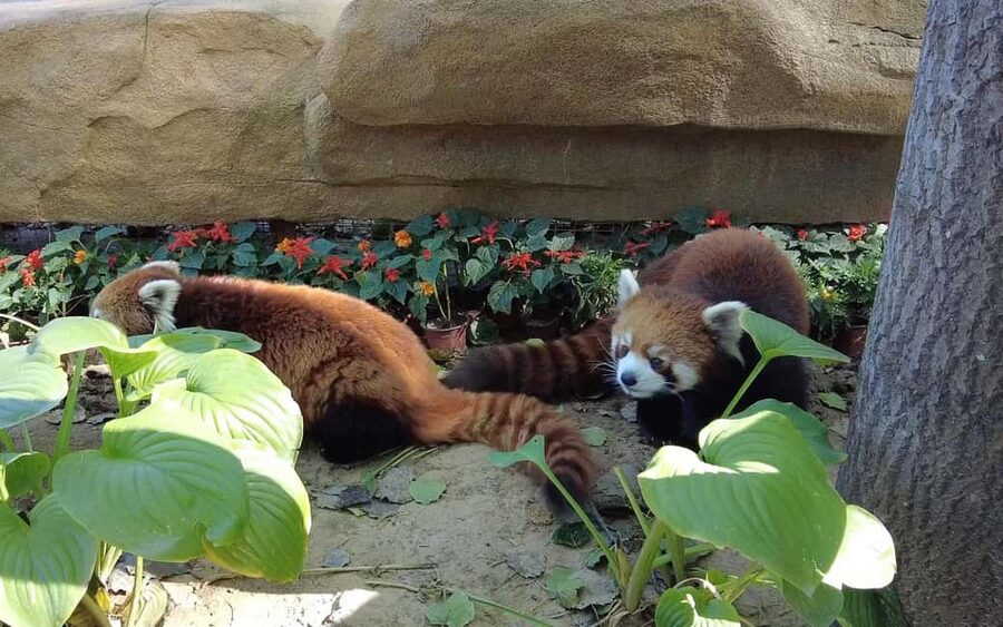 Beijing: Panda House Ticket (Zoo) new activities for 2026 - Why the Pandas Make This Beijing Zoo Ticket Worth Considering
