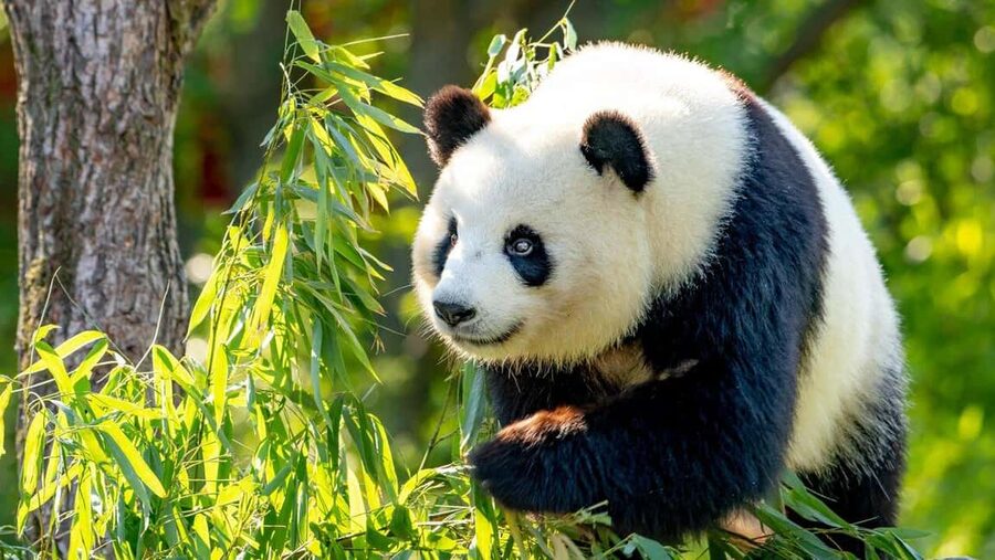 Beijing: Panda House Ticket (Zoo) new activities for 2026 - Booking Through WhatsApp or Email