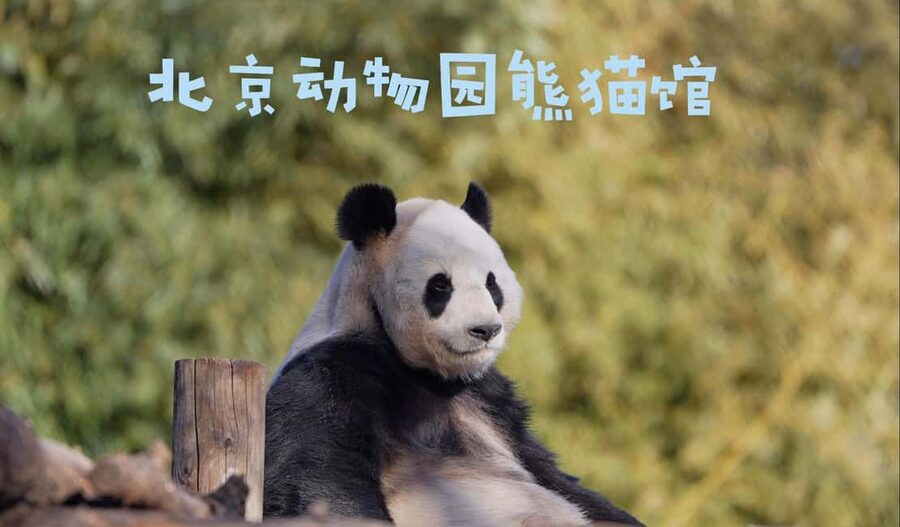Beijing: Panda House Ticket (Zoo) new activities for 2026 - Inside the Panda House