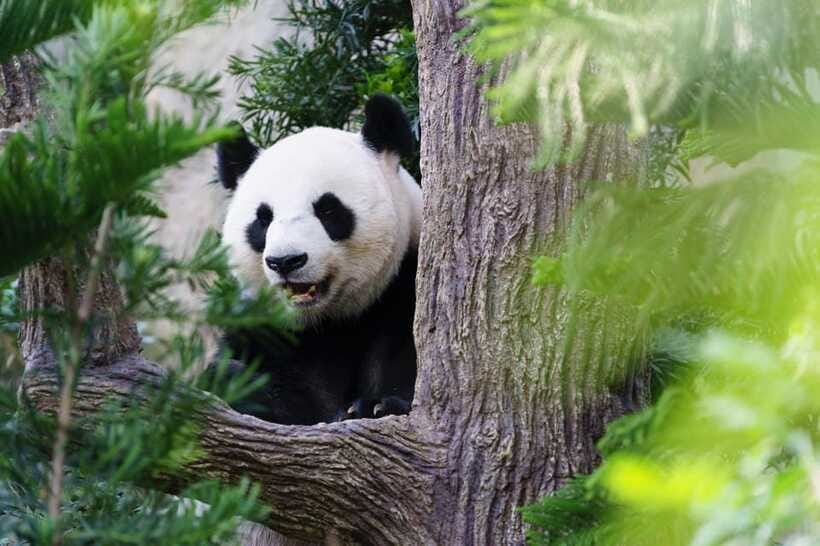 Beijing: Panda House Ticket (Zoo) new activities for 2026 - Golden Snub-Nosed Monkeys and Other Rare Wildlife