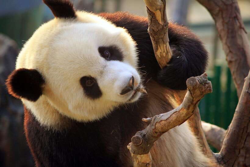 Beijing: Panda House w/Great Wall or City Sites Private Tour - What the guides add to the day