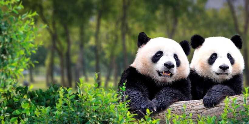 Beijing: Panda House w/Great Wall or City Sites Private Tour - Timing, transport, and the $144 price