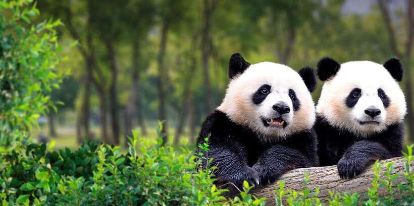 Beijing: Panda House w/Great Wall or City Sites Private Tour - Mutianyu Great Wall: the big outdoor option