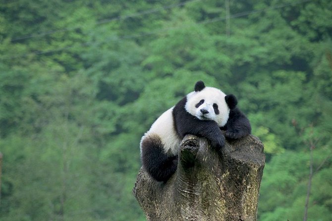 Beijing Private Tour:Mutianyu/Badaling Great Wall and Panda House - Mutianyu: the scenic choice