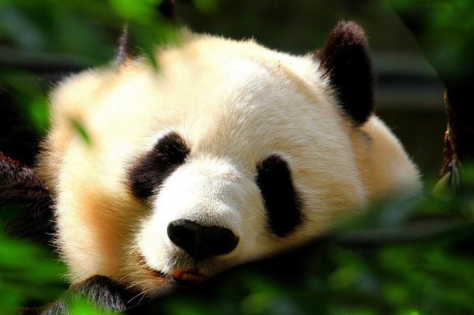 Beijing Private Tour:Mutianyu/Badaling Great Wall and Panda House - Starting with the Panda House