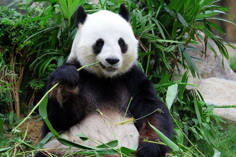 Beijing Private Tour: Summer Palace, Panda House and Options - Adding pandas by metro