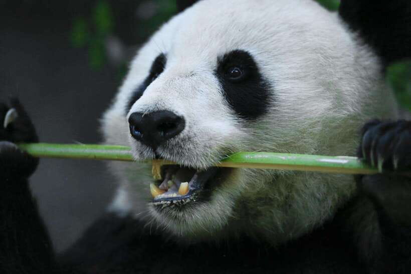 Beijing Private Tour: Summer Palace, Panda House and Options - Great Wall choices: Mutianyu or Badaling