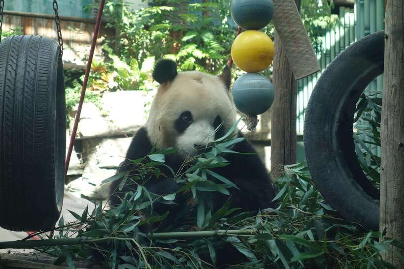 Beijing Private Tour: Summer Palace, Panda House and Options - Ming Tombs and the northern route