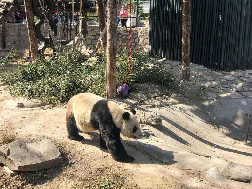 Beijing:Summer Palace Private/Group Tour or book Ticket Only - Key points at a glance