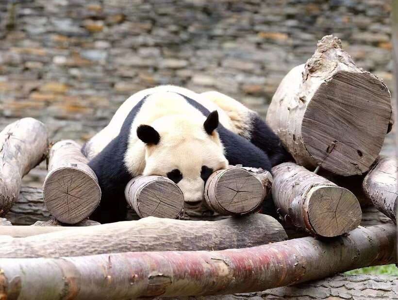 Beijing: The Beijing Zoo Entry Ticket with Pandas - Why the pandas make Beijing Zoo worth your time