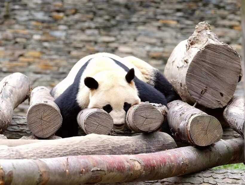 Beijing: The Beijing Zoo Entry Ticket with Pandas - Is the $6 ticket good value?