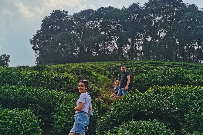 Best of Hangzhou: A Comprehensive Tour of the City's Top Sights - Longjing tea fields show Hangzhou’s local side