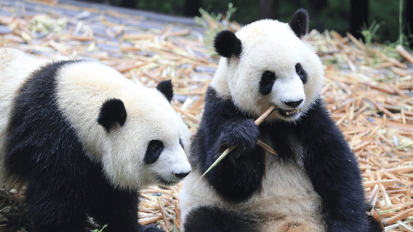Chengdu: Giant Panda Base Reservation and Entry - What Your Day at the Panda Base Looks Like