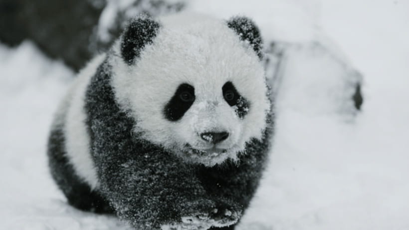 Chengdu: Giant Panda Base Reservation and Entry - Morning Entry or Afternoon Entry?