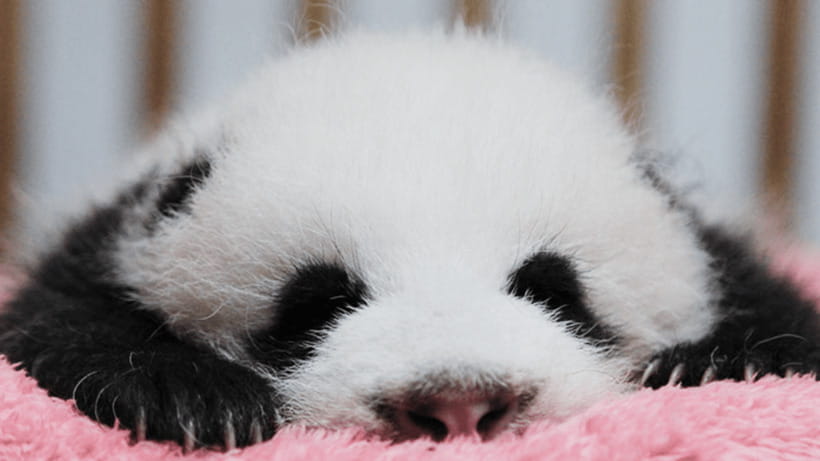 Chengdu: Giant Panda Base Reservation and Entry - Red Pandas Add a Different Kind of Wildlife Stop