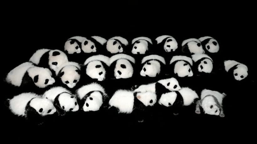 Chengdu: Giant Panda Base Reservation and Entry - Conservation Displays Explain More Than the Cute Photos