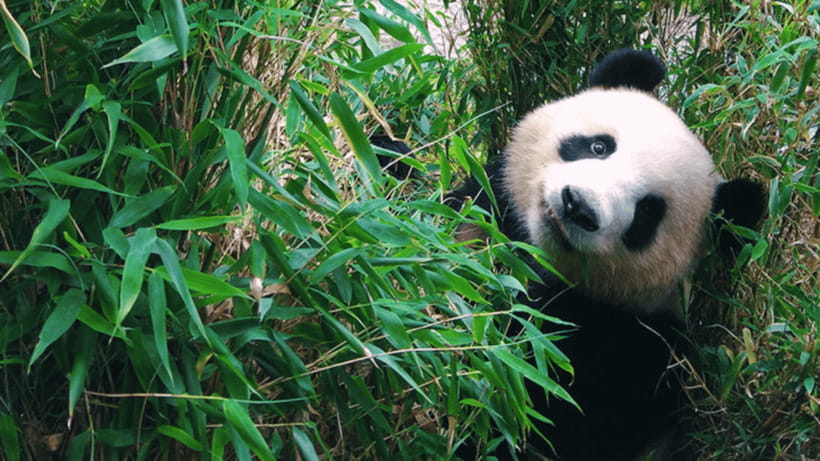 Chengdu: Giant Panda Base Reservation and Entry - Is the $19 Price Good Value?