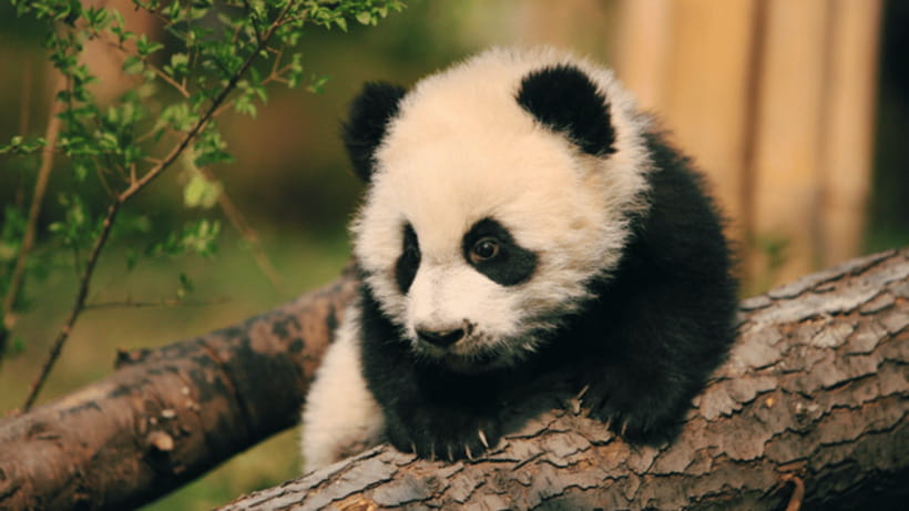 Chengdu: Giant Panda Base Reservation and Entry - What Is Included and What Costs Extra?