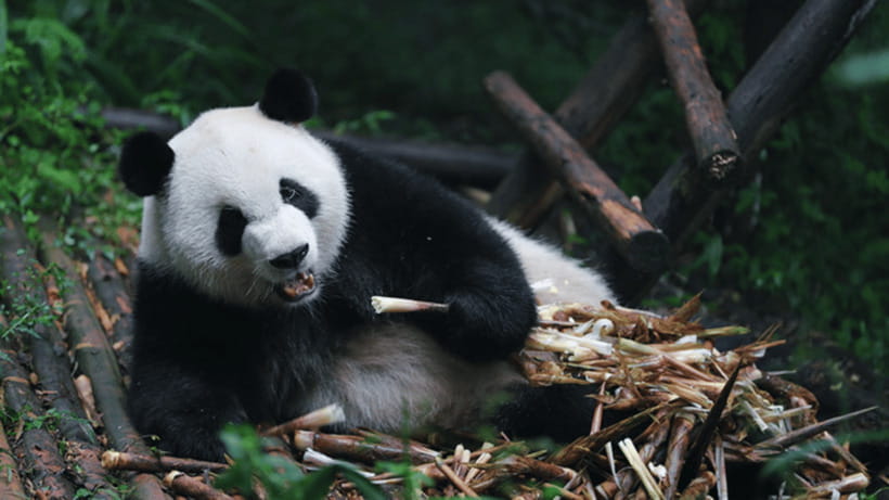 Chengdu: Giant Panda Base Reservation and Entry - Watching Giant Pandas and Cubs