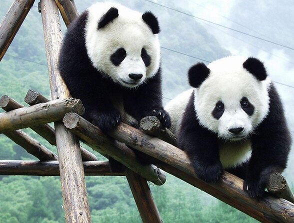 Chengdu: Giant Panda Breeding Research Base Ticket - Why the Chengdu Panda Base Deserves Your Morning