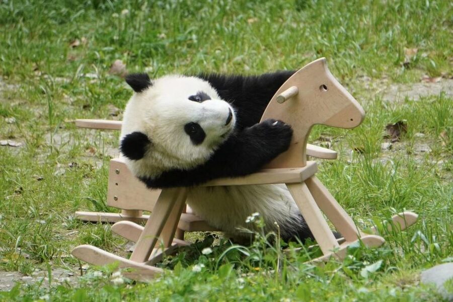 Chengdu: Giant Panda Breeding Research Base Ticket - Should You Book the Chengdu Panda Base Ticket?