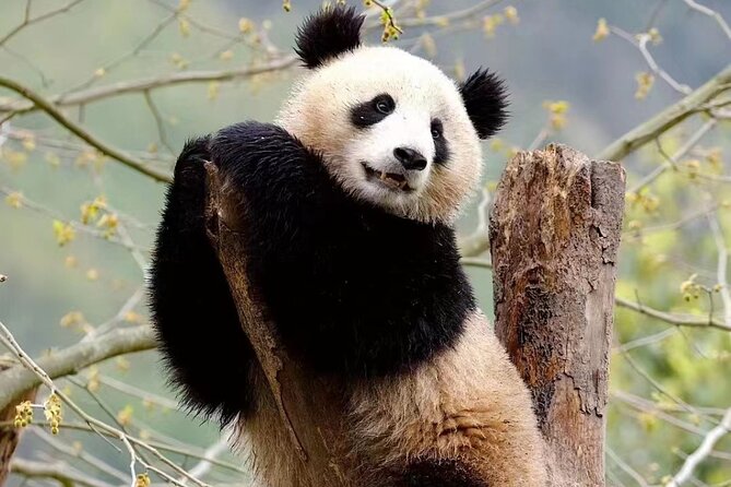 Chengdu: Giant Panda Breeding Research Base Ticket - Getting Into the Park With a Passport