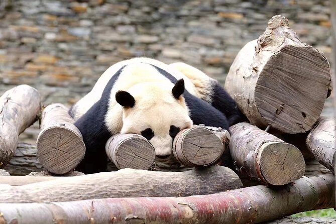 Chengdu: Giant Panda Breeding Research Base Ticket - Watching Pandas Eat, Play, and Sleep