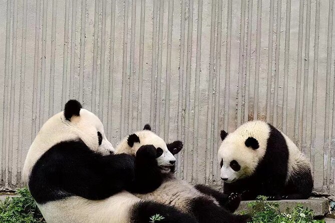 Chengdu: Giant Panda Breeding Research Base Ticket - Baby Pandas, the Museum, and More Than Giant Pandas