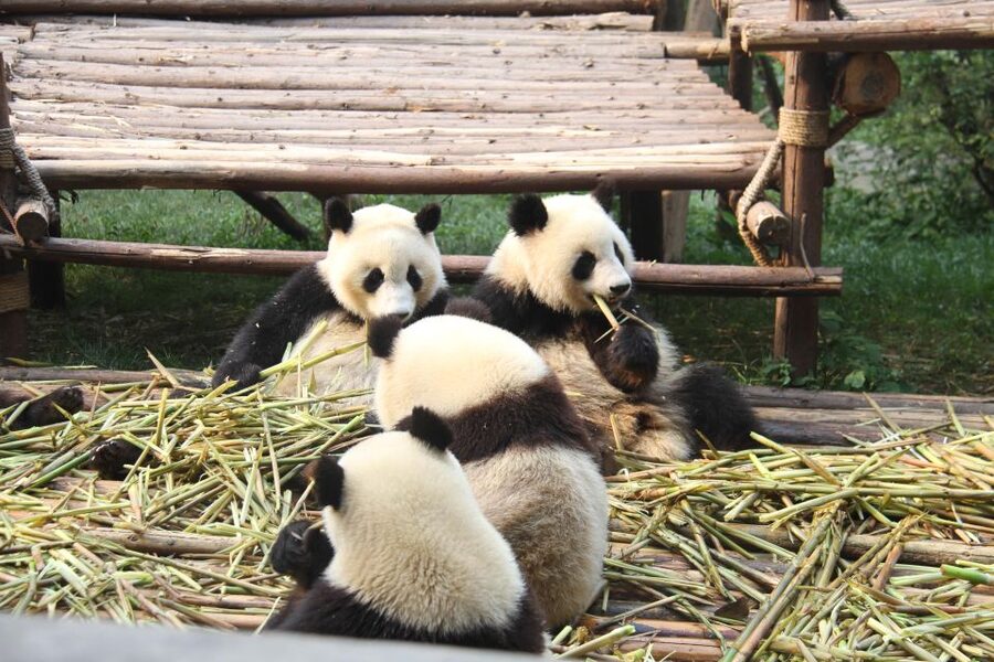 Chengdu: Giant Panda Breeding Research Base Ticket - Choosing Between a Ticket and a Transfer