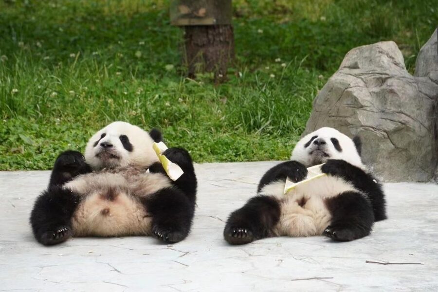 Chengdu: Giant Panda Breeding Research Base Ticket - Accessibility, Comfort, and Practical Limits