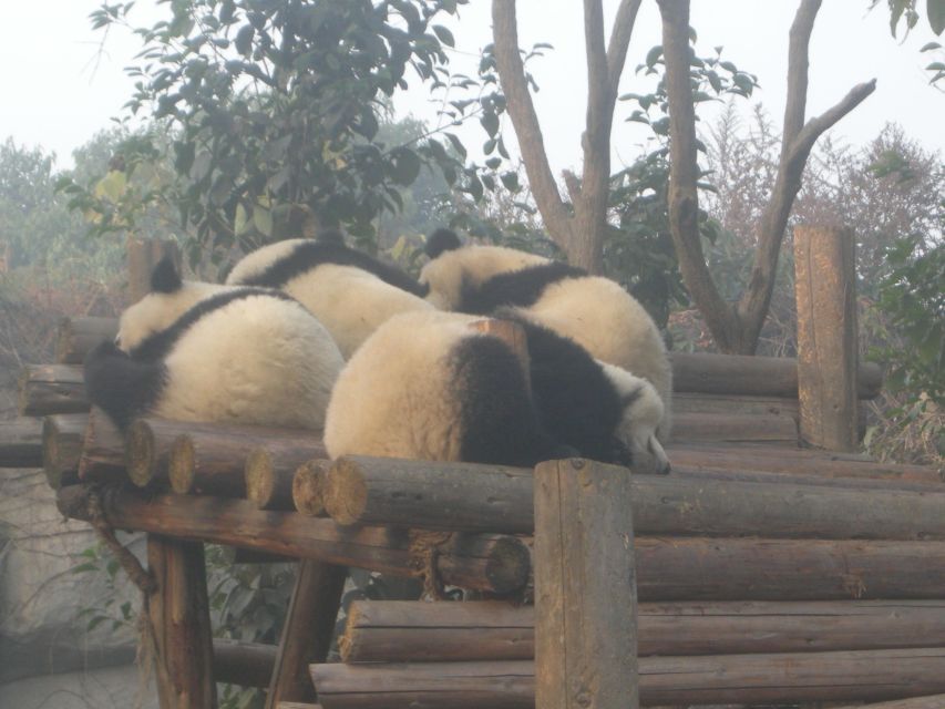 Chengdu: Giant Panda Breeding Research Base Ticket - Who Will Get the Most From This Visit?