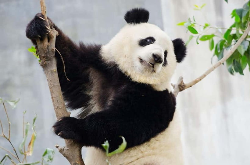 Chengdu Giant Panda: Panda Base or Shenshuping (optional) - Key points to know before you book