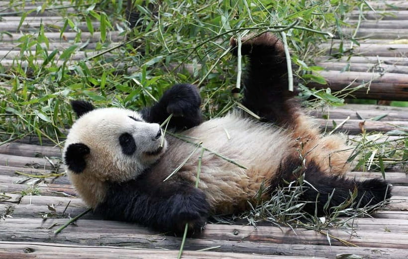 Chengdu Giant Panda: Panda Base or Shenshuping (optional) - Starting at the city Panda Base