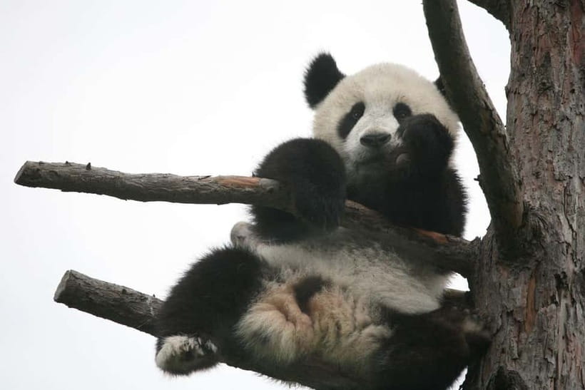 Chengdu Giant Panda: Panda Base or Shenshuping (optional) - Which center works best for your kind of trip?