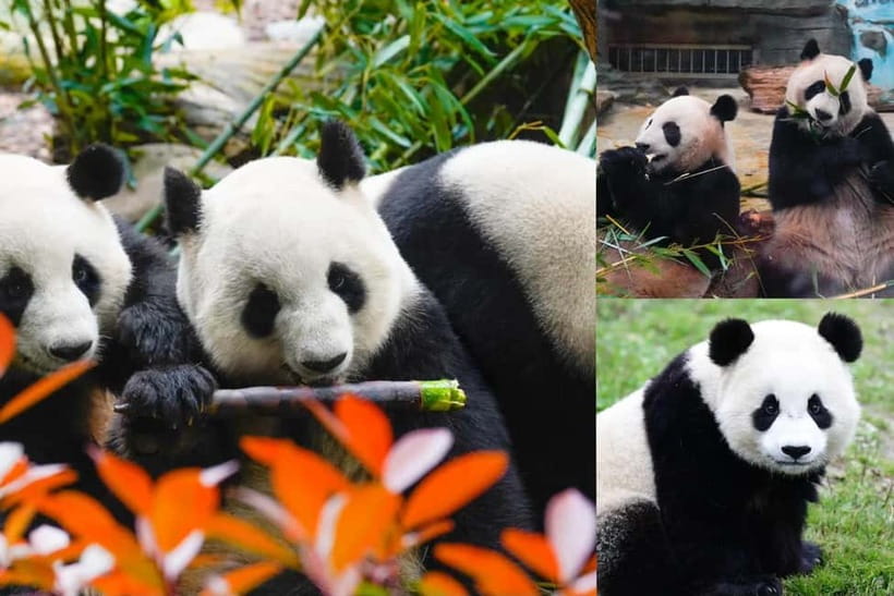 Chengdu Giant Panda: Panda Base or Shenshuping (optional) - What the $10 price really means