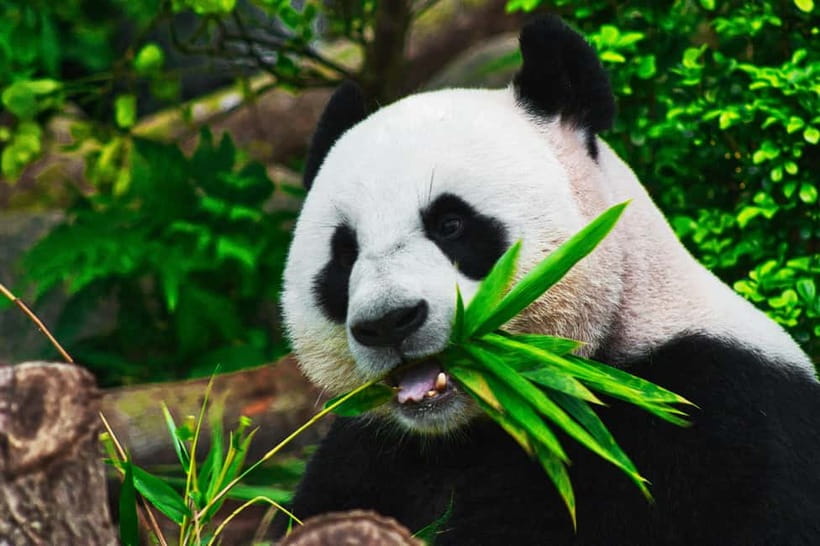 Chengdu: Half-Day Panda Base Tour with Guide Option - Key points to know before you go