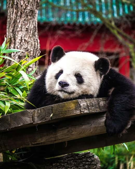 Chengdu: Half-Day Panda Base Tour with Guide Option - Why the Chengdu Panda Base is worth your morning