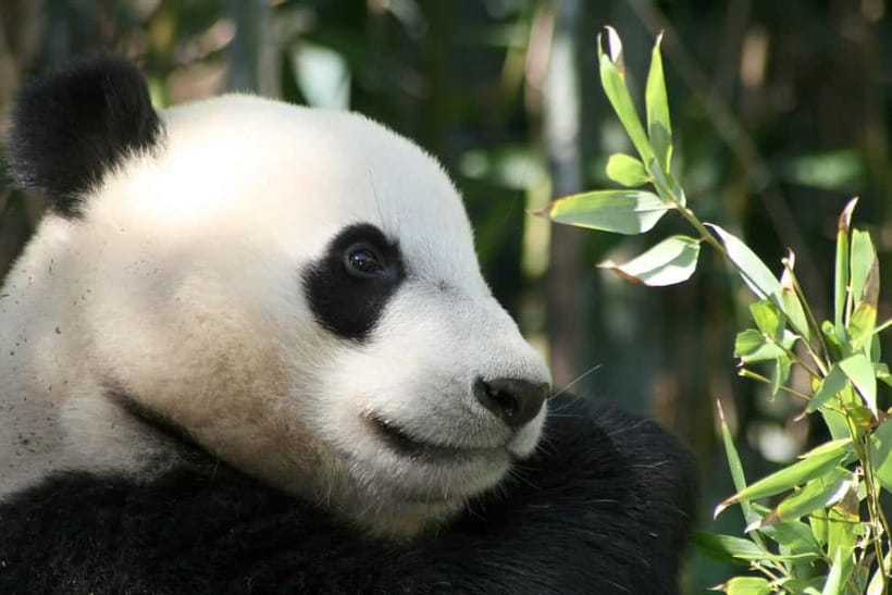 Chengdu: Half-Day Panda Base Tour with Guide Option - Reaching the base and starting the visit