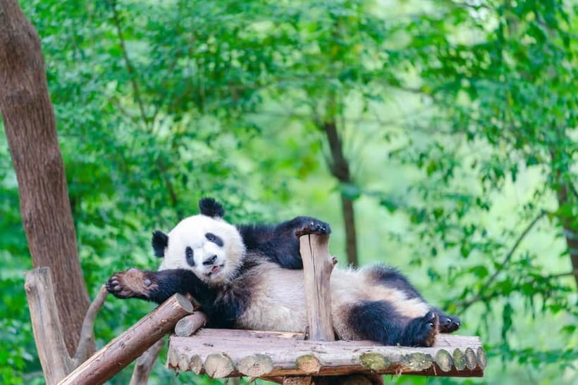 Chengdu: Half-Day Panda Base Tour with Guide Option - Make the baby panda nursery your priority