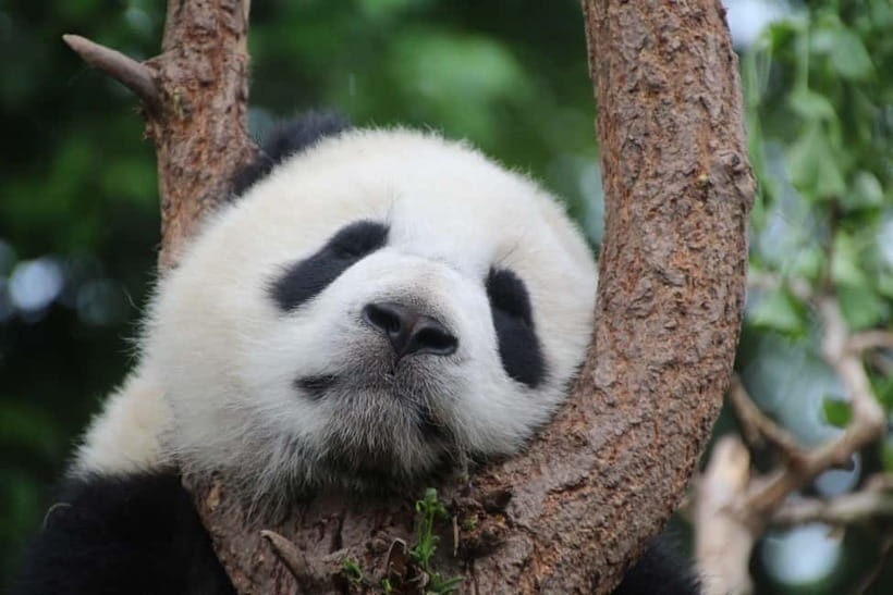 Chengdu: Half-Day Panda Base Tour with Guide Option - What the English-speaking guide adds