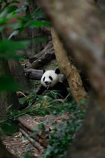 Chengdu: Half-Day Panda Base Tour with Guide Option - Choosing between a ticket and a guided pickup