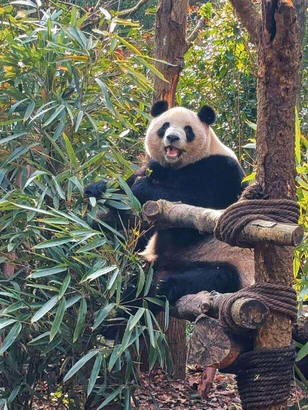 Chengdu: Hidden Wonders Day Tour with Wolong Panda Base - Yantianwo and the giant panda sculpture
