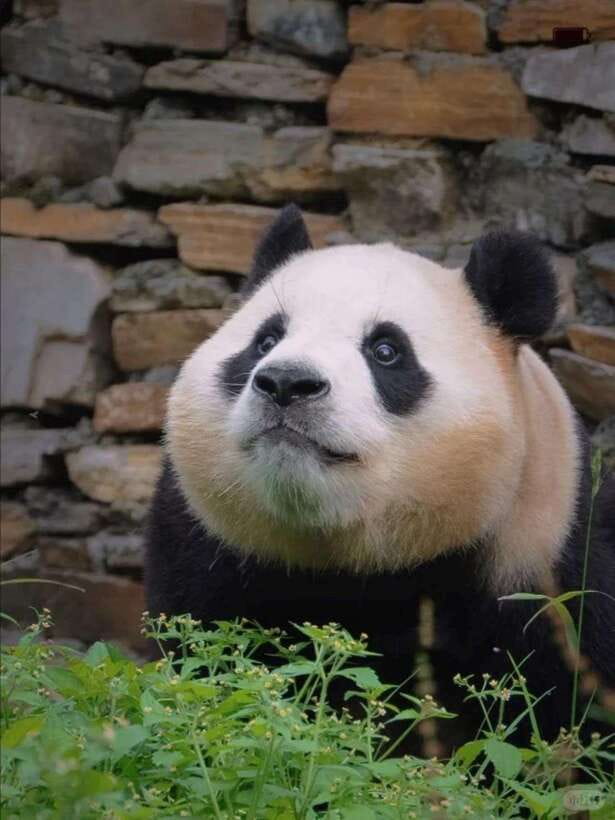 Chengdu: Hidden Wonders Day Tour with Wolong Panda Base - Nanqiao Bridge and the Blue Tears question